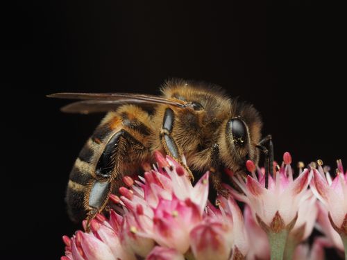 Free Macro shot of a honeybee collecting nectar from pink flowers against a dark background. Stock Photo