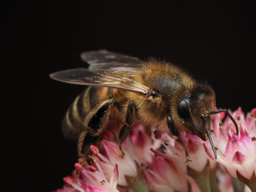 Free Macro photograph of a honeybee collecting nectar from pink flowers, highlighting its details. Stock Photo