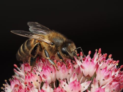 Free Detailed macro shot of a honey bee collecting nectar from vibrant pink flowers. Stock Photo