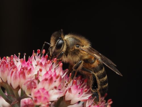 Free Macro photograph of a honeybee collecting nectar from vibrant pink flowers against a dark background. Stock Photo
