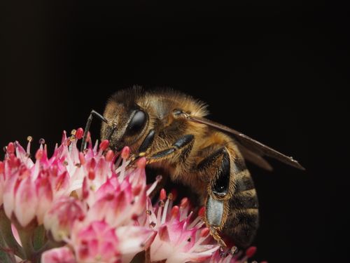 Free Close-up image of a honeybee collecting nectar from vibrant pink flowers against a dark background. Stock Photo