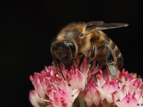 Free Stunning macro capture of a honey bee gathering nectar from a vibrant pink flower. Stock Photo