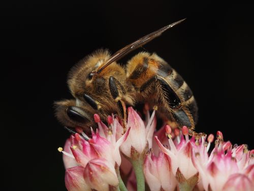 Free Close-up of a honeybee on delicate pink flowers, showcasing pollination. Stock Photo