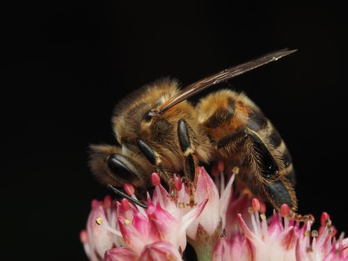 Free Macro shot of a honeybee collecting nectar from a pink flower in spring, showcasing nature's intricate details. Stock Photo