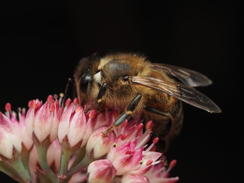 Free Macro shot of a honey bee collecting nectar from a vibrant pink flower. Stock Photo