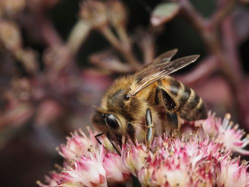 Free Detailed macro shot of a honeybee pollinating vibrant pink blooms, showcasing nature's beauty. Stock Photo