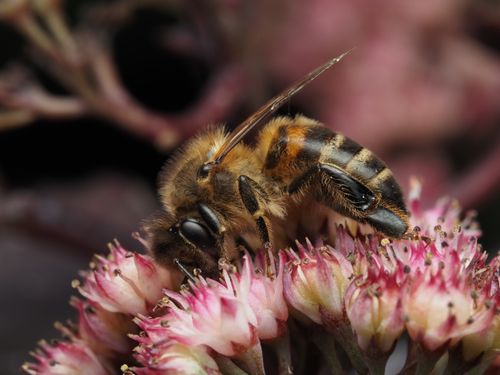 Free Macro shot of a honeybee (Apis mellifera) on pink flowers, focusing on pollination. Stock Photo