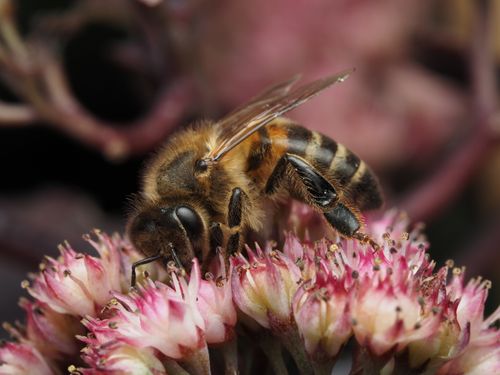 Free Macro shot of a honeybee gathering nectar from vibrant pink flowers showcasing nature and pollination. Stock Photo