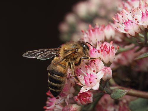 Free Close-up of a bee collecting nectar from vibrant pink flowers, highlighting pollination. Stock Photo