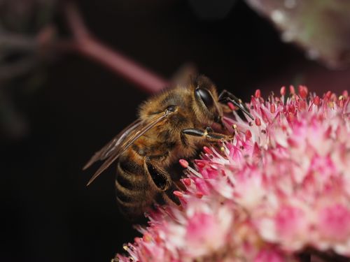 Free Close-up of a honeybee collecting pollen from a pink flower. Stock Photo