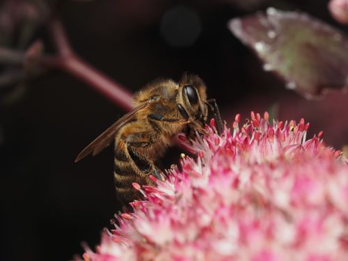 Free Detailed image of a honeybee pollinating a pink flower, highlighting nature's beauty. Stock Photo
