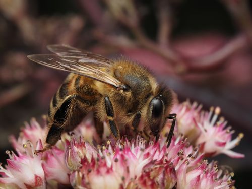 Free Macro shot of a honey bee collecting nectar from vibrant pink flowers, illustrating pollination. Stock Photo