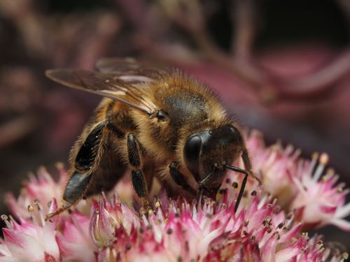 Free Detailed macro shot of a honeybee collecting pollen from a vibrant pink flower. Stock Photo