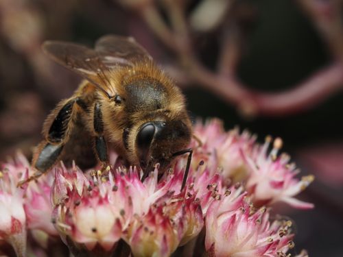 Free A detailed macro shot of a honey bee (Apis mellifera) on vibrant pink flowers, showcasing pollination. Stock Photo