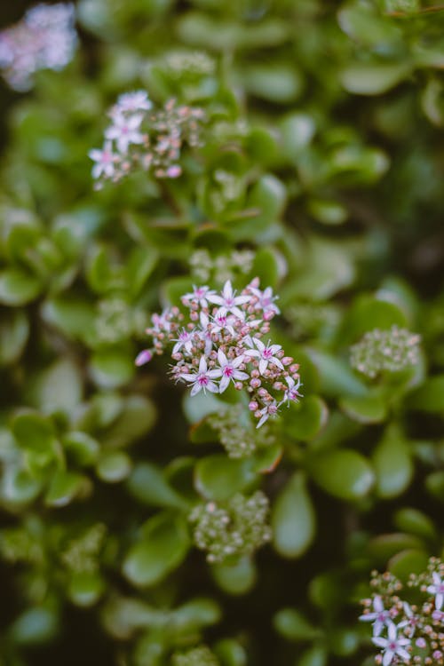 Free From above of small delicate flowers of Crassula multicava blooming plant with shiny green leaves growing in garden Stock Photo