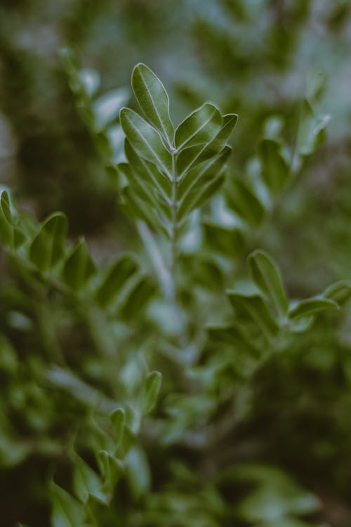 Green leaves of Ptaeroxylon obliquum tree