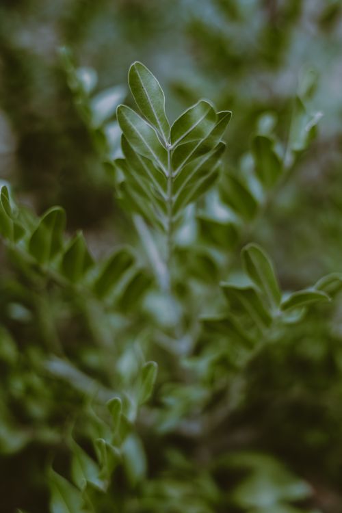 Free Beautiful shiny green leaves of exotic sneezewood tree growing in forest during sunny day Stock Photo