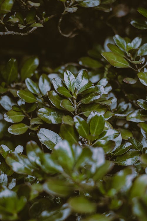 Ilmainen kuvapankkikuva tunnisteilla japanilainen holly, kasvi, kasvikunta