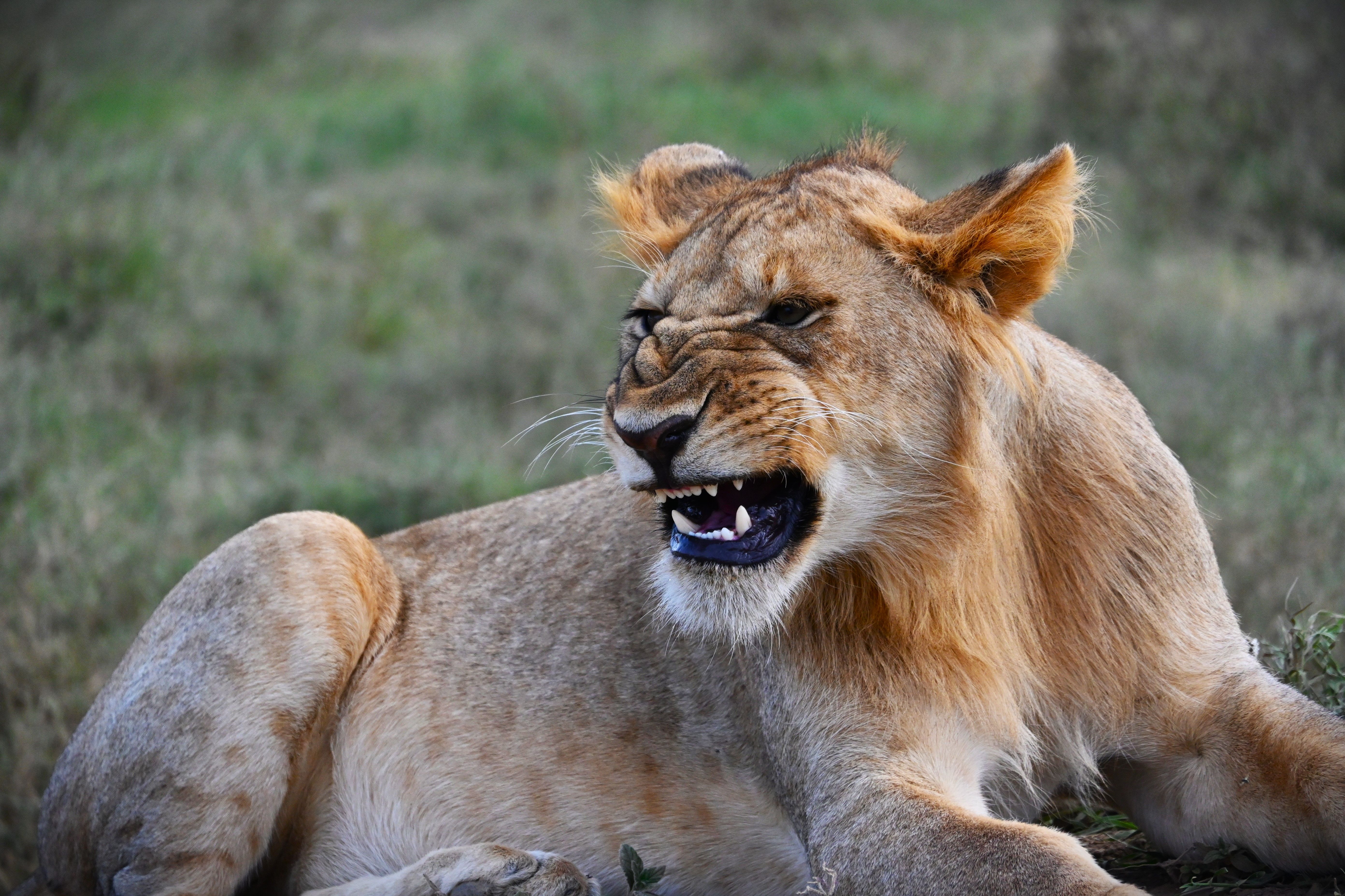 Tanzania safari landscape