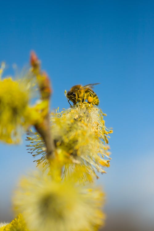 黃色花朵上的黑色和黃色蜜蜂