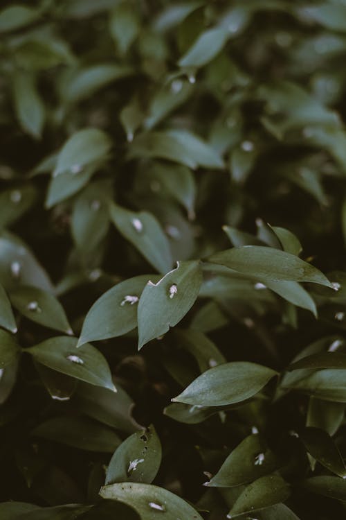 Бесплатное стоковое фото с зеленые листья, листва, мелкий фокус