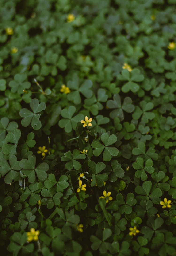 Foliage Of Creeping Woodsorrel Plant