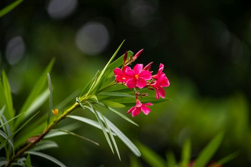 Free Close-up of a vibrant pink oleander flower on a lush green background, captured in natural light. Stock Photo