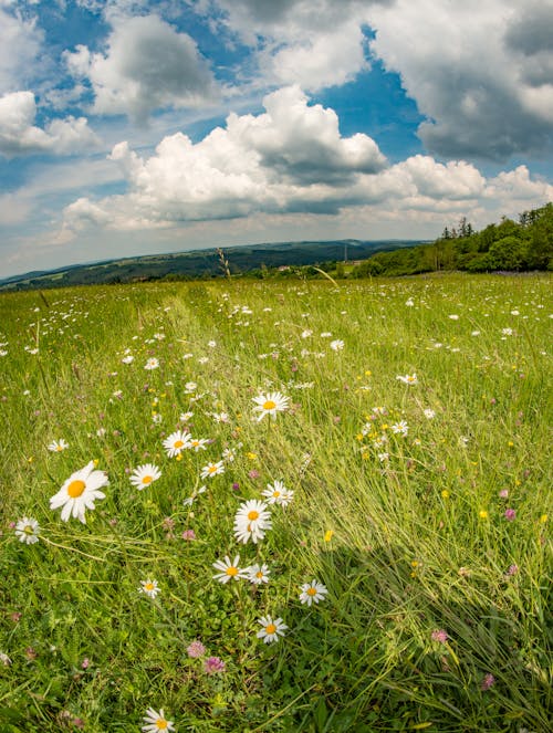 Foto profissional grátis de calmaria, colina, flores