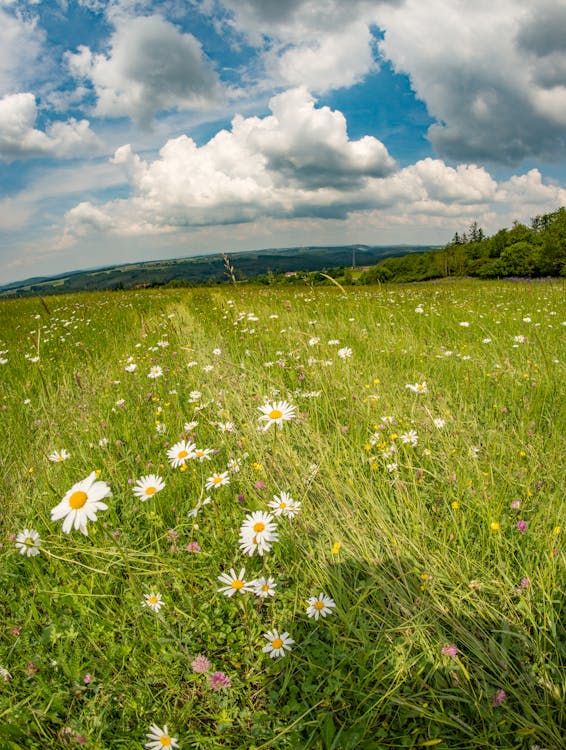 Kostenloses Stock Foto zu blumen, gras, hügel