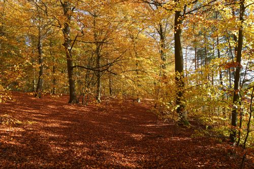 Free Captivating autumn forest scene in Geesthacht, Schleswig-Holstein, Germany with vibrant foliage. Stock Photo