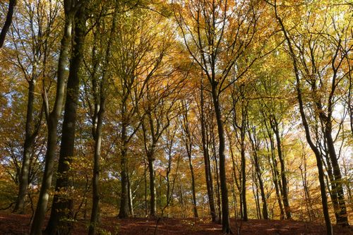 Free Beautiful autumn forest in Geesthacht, Schleswig-Holstein with vibrant fall foliage. Stock Photo