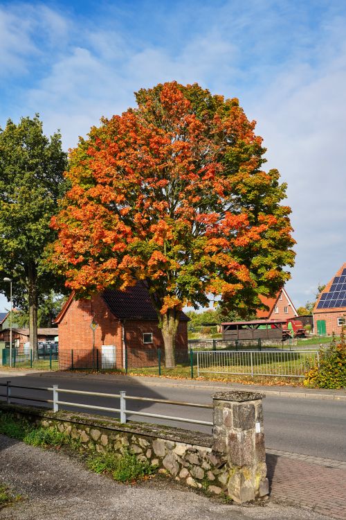 Free A picturesque autumn view of vibrant fall foliage in Wiershop, Schleswig-Holstein, Germany. Stock Photo