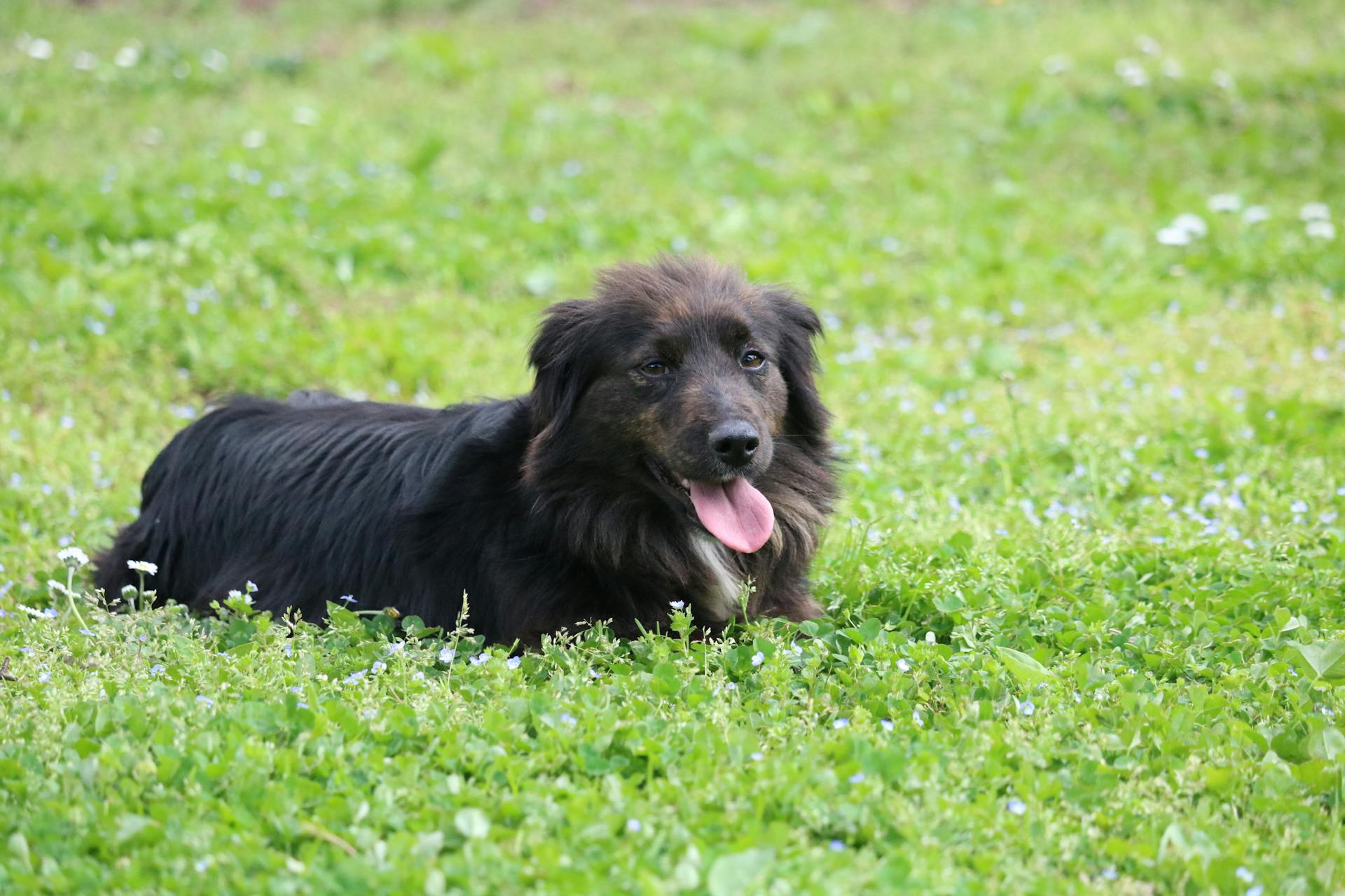 Söt svartvit lydig hund med tungan ut slappnar av i färskt gräs i parken på en solig dag