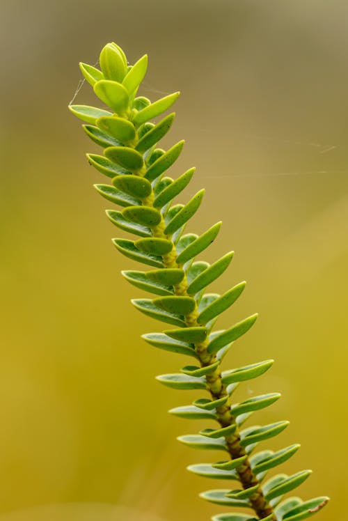 Close up of a Twig