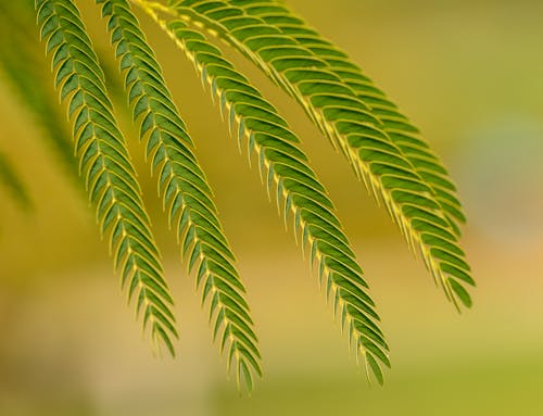 무료 나뭇잎, 녹색, 셀렉티브 포커스의 무료 스톡 사진
