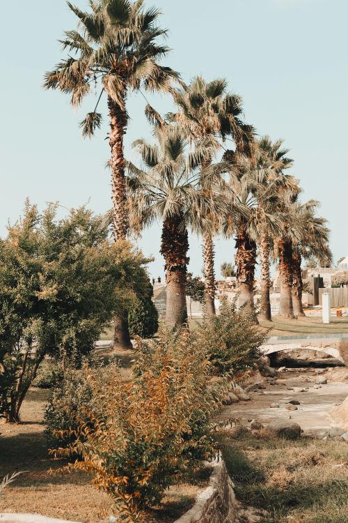 Free Tall palm trees in a park in Samsun, Türkiye, evoke a serene and tropical atmosphere. Stock Photo