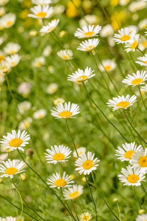 Close up of Daisies