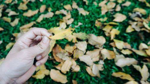 Free A hand holding a yellow autumn leaf over green grass, scattered leaves in Da Nang, Vietnam. Stock Photo
