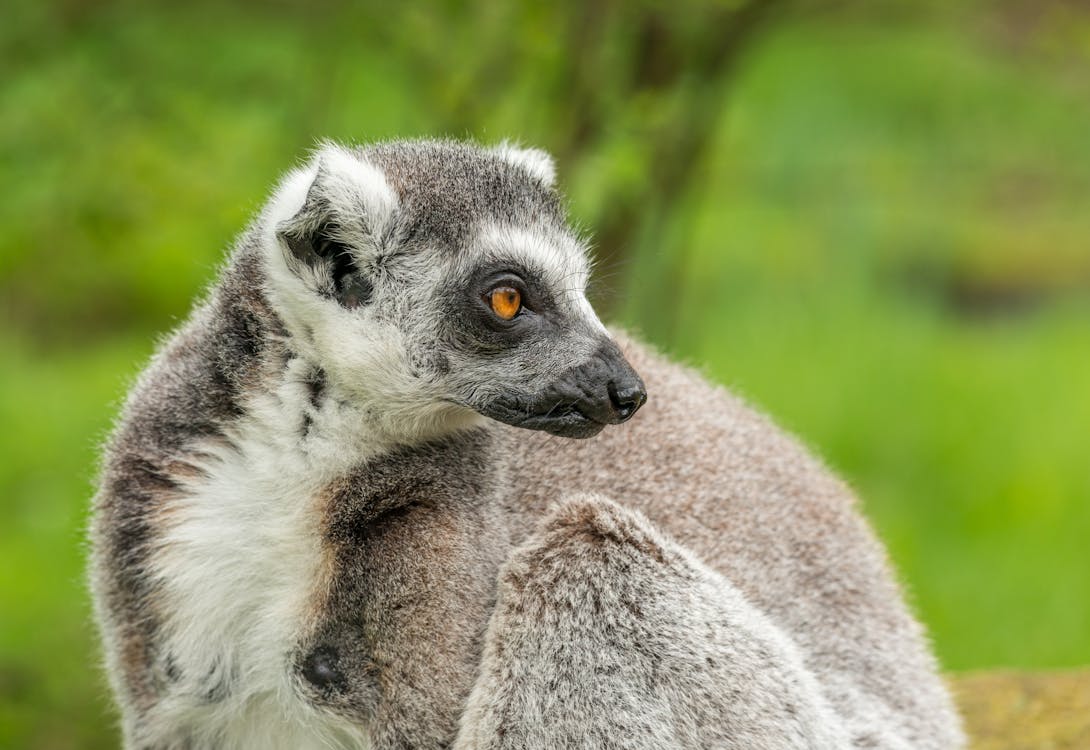 White and Black Lemur In Close-up View