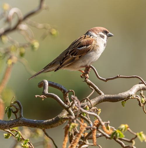 Free Detailed shot of a house sparrow perched on a branch during spring. Stock Photo