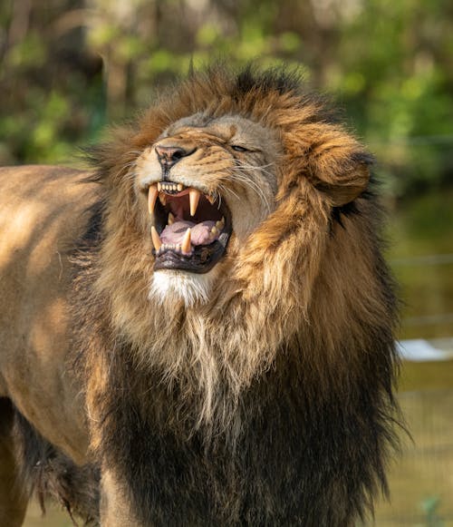 Free A Roaring Lion  Stock Photo