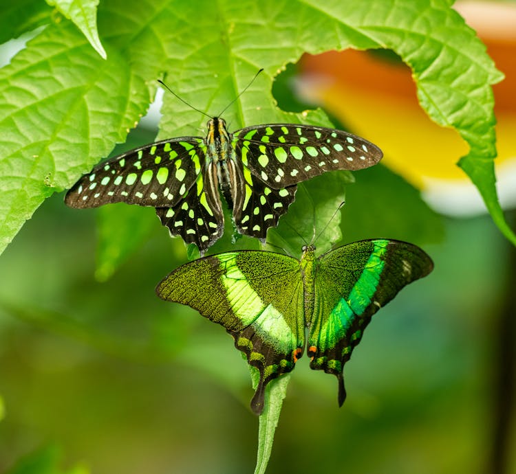 Green Butterflies On Leaf