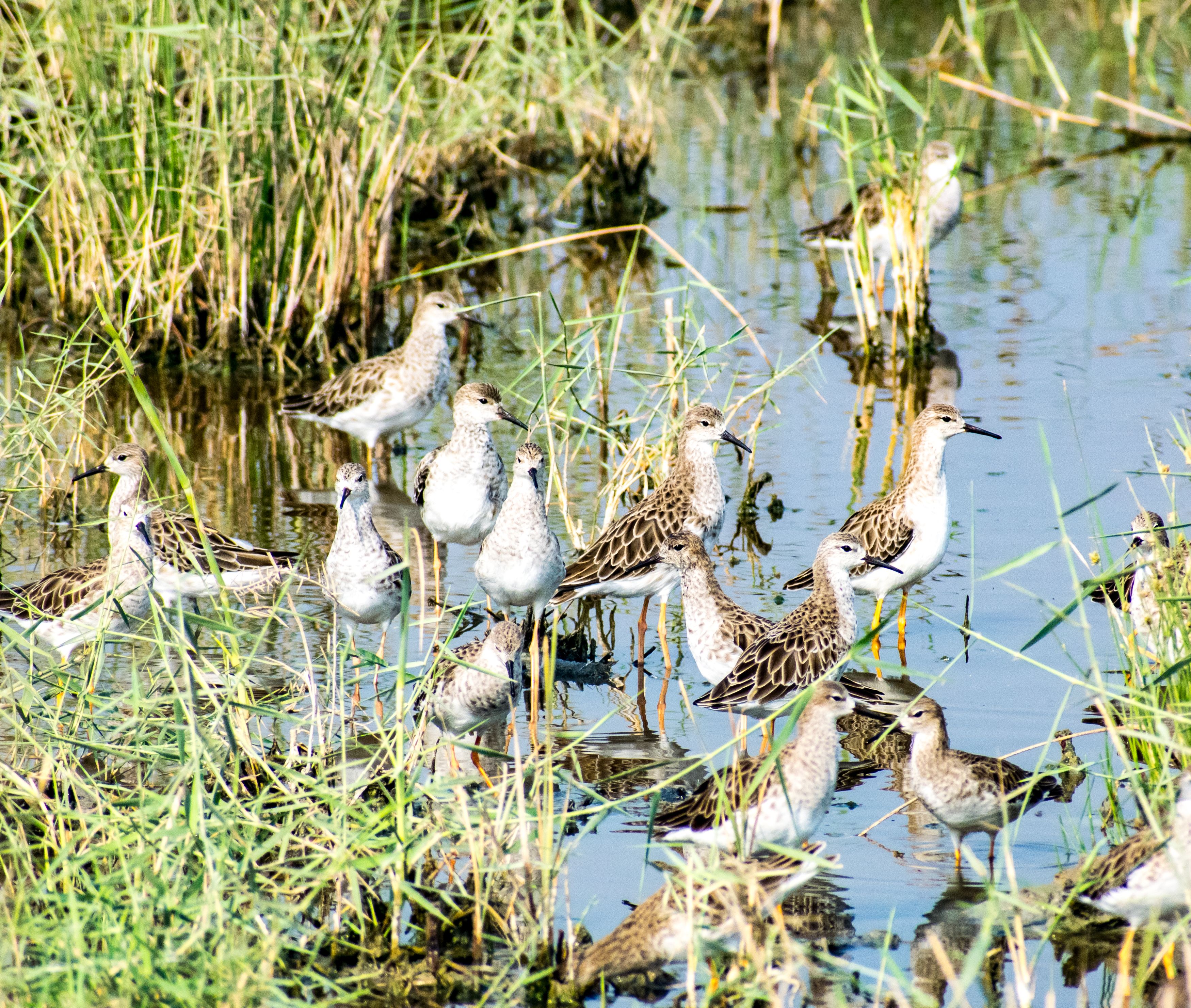 A flock of Ruff birds wading in a wetland area surrounded by greenery and water.