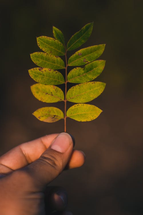 Person Holding Green and Yellow Leaves