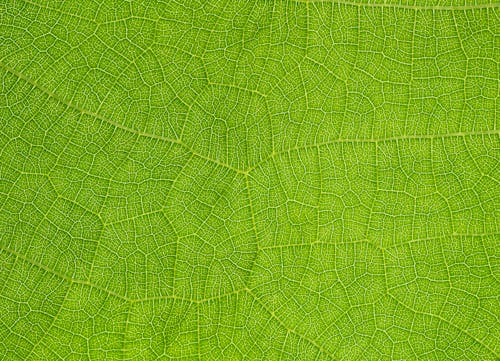 Green Leaf in Close Up Photography