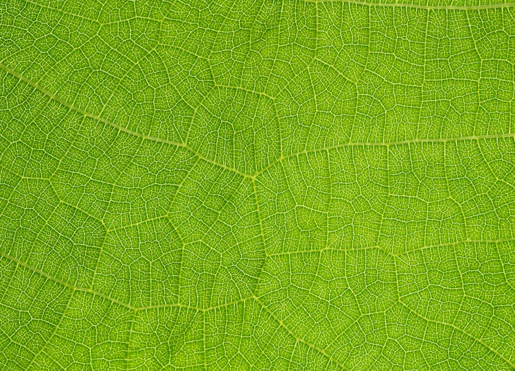 Green Leaf In Close Up Photography