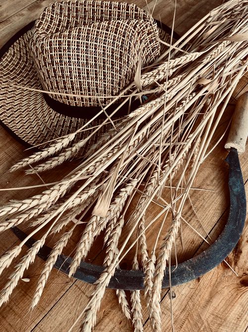 Free A rustic display of a straw hat, wheat stalks, and sickle on a wooden table, symbolizing harvest. Stock Photo