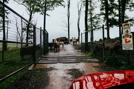 A safari-like entrance gate with llamas and zebras on a misty day, creating a wild atmosphere.