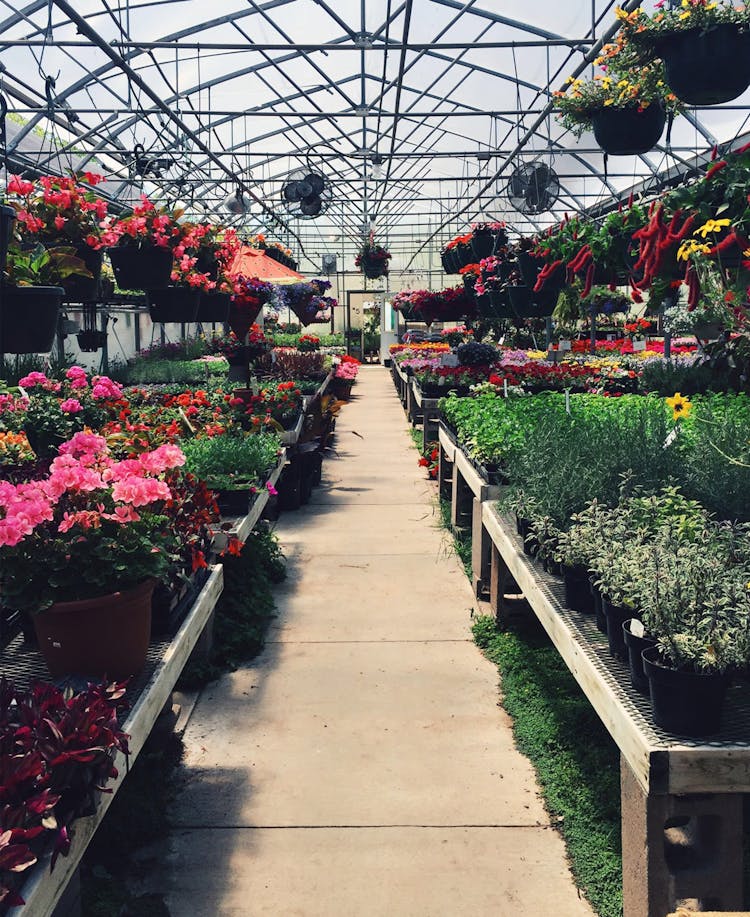 Variety Of Flowers In A Greenhouse