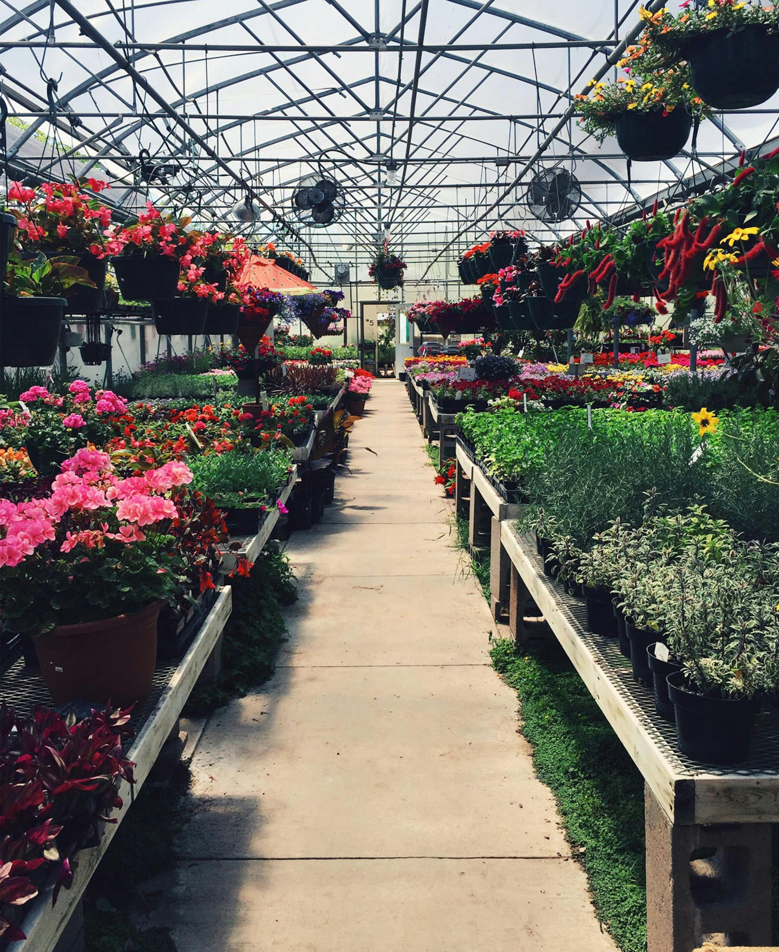 Variety Of Flowers In A Greenhouse · Free Stock Photo
